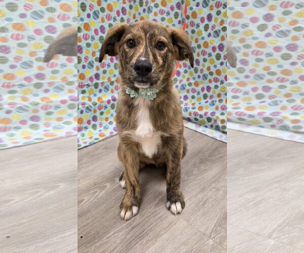 Medium Photo #1 Australian Shepherd-Unknown Mix Puppy For Sale in Attalka, AL, USA