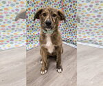 Small Australian Shepherd Mix