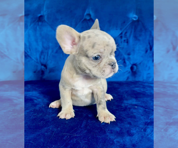 Medium Photo #7 French Bulldog Puppy For Sale in PARADISE VALLEY, AZ, USA
