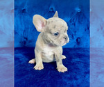 Small Photo #7 French Bulldog Puppy For Sale in PARADISE VALLEY, AZ, USA