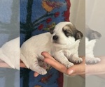 Small #5 Pembroke Welsh Corgi-Poodle (Miniature) Mix