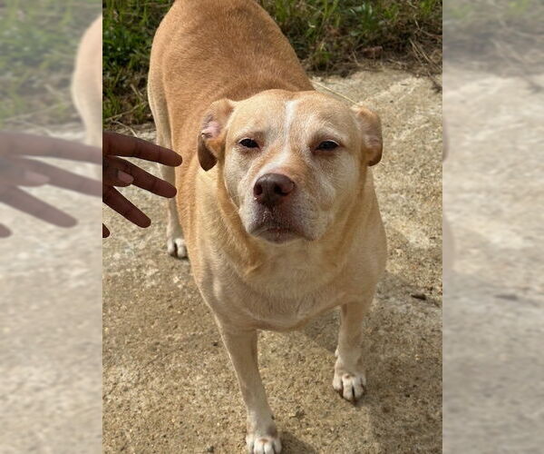 Medium Photo #1 Labrador Retriever-Unknown Mix Puppy For Sale in Jackson, MS, USA