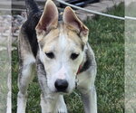 Small #4 Siberian Husky Mix