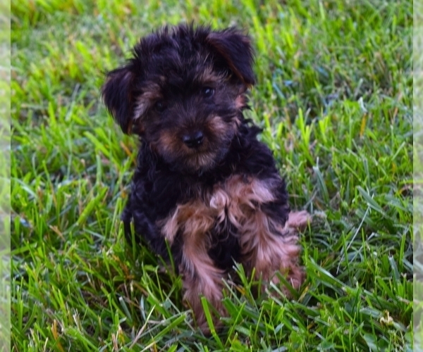Medium Photo #1 Yorkshire Terrier Puppy For Sale in BARNESVILLE, KS, USA