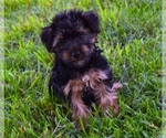 Small Photo #1 Yorkshire Terrier Puppy For Sale in BARNESVILLE, KS, USA