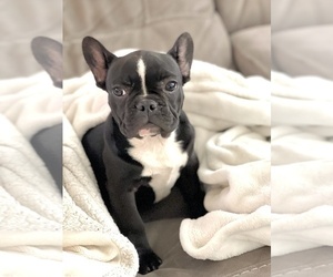 French Bulldog Puppy for sale in TAMPA, FL, USA