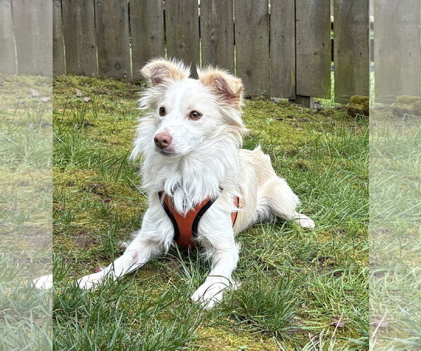 Medium Photo #2 Mutt Puppy For Sale in Bellevue, WA, USA