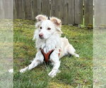 Small #1 Mutt
