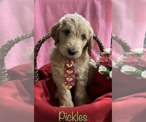 Goldendoodle Puppy for Sale in RAYMORE, Missouri USA