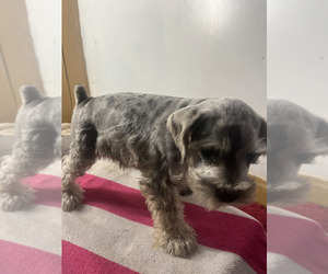 Schnauzer (Miniature) Puppy for sale in DUARTE, CA, USA