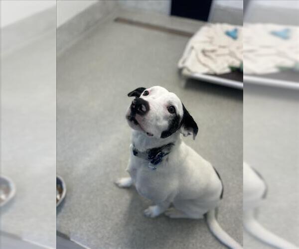 Medium Photo #1 Catahoula Leopard Dog-Unknown Mix Puppy For Sale in Fort Collins, CO, USA