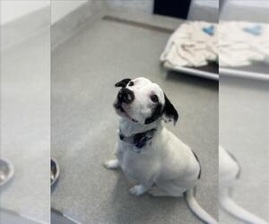 Catahoula Leopard Dog-Unknown Mix Dogs for adoption in Fort Collins, CO, USA