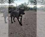 Brad Pitt - Male Labrador Retriever-Staffordshire Bull Terrier Mix Dog for Adoption - Small photo