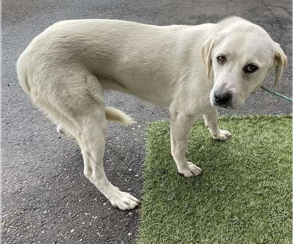 Medium Photo #1 Labrador Retriever-Unknown Mix Puppy For Sale in Modesto, CA, USA