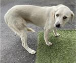 Small Labrador Retriever Mix