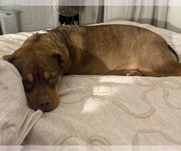Medium Photo #8 Mutt Puppy For Sale in Brewster, NY, USA