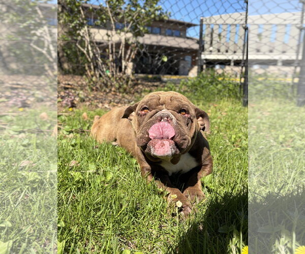 Medium Photo #2 Bulldog-Unknown Mix Puppy For Sale in Jefferson, WI, USA