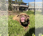 Small #1 Bulldog Mix