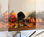 Small #18 German Shorthaired Pointer