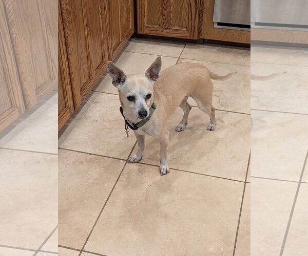 Medium Photo #4 Chihuahua-Unknown Mix Puppy For Sale in Aurora, CO, USA