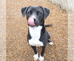 Carol - Female Mutt Dog for Adoption - Photo #3