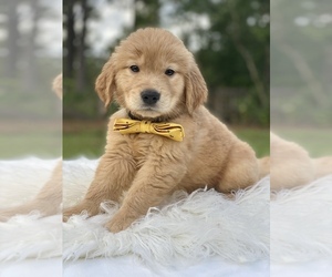 Golden Retriever Puppy for sale in FROSTPROOF, FL, USA