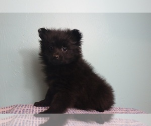 Pomeranian Puppy for sale in INDIANAPOLIS, IN, USA