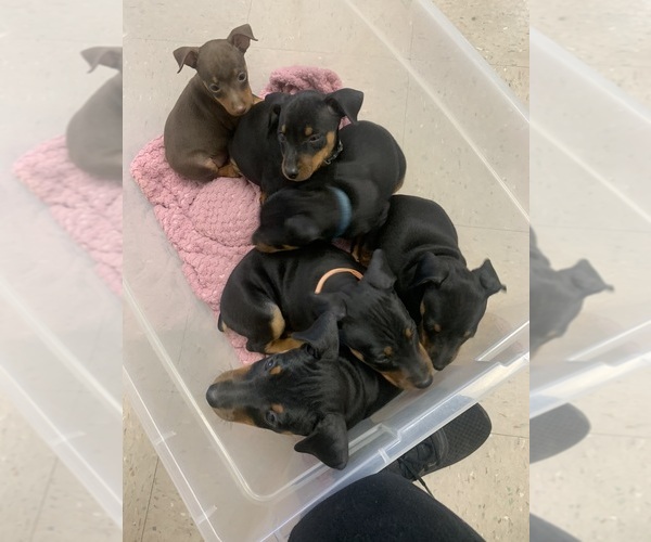 Medium Photo #1 Miniature Pinscher Puppy For Sale in UPLAND, CA, USA