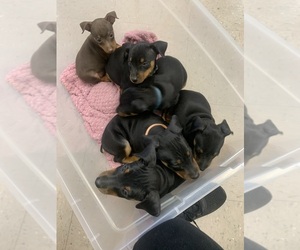 Mother of the Miniature Pinscher puppies born on 03/11/2026
