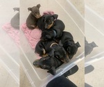 Small Photo #1 Miniature Pinscher Puppy For Sale in UPLAND, CA, USA