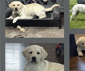 Mother of the Labrador Retriever puppies born on 04/13/2026