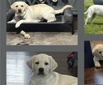 Small Photo #1 Labrador Retriever Puppy For Sale in BLANCHESTER, OH, USA