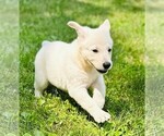 Image preview for Ad Listing. Nickname: Lilly