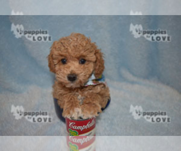 Medium Photo #2 Poodle (Toy) Puppy For Sale in SANGER, TX, USA