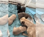 Small #23 French Bulldog