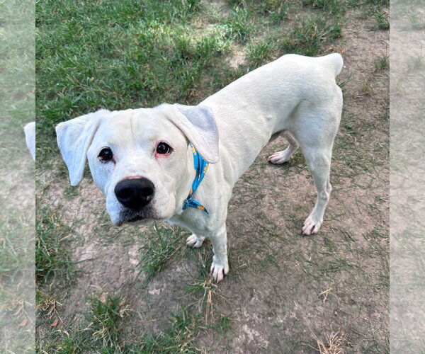 Medium Photo #4 Boxador Puppy For Sale in Dumont, NJ, USA