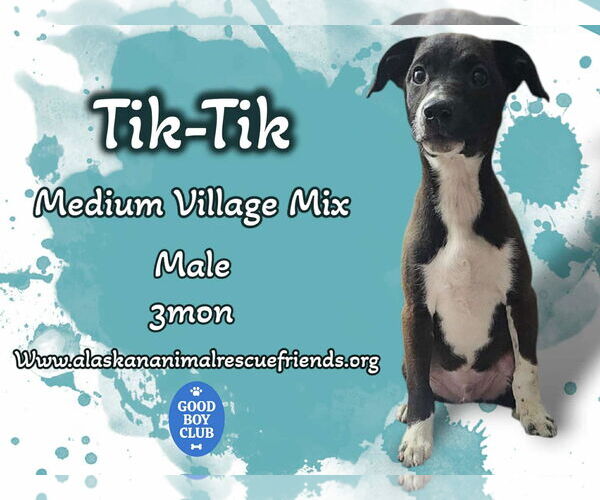 Medium Photo #2 Sheprador Puppy For Sale in Anchorage, AK, USA