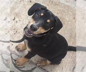 Doberman Pinscher-Unknown Mix Dogs for adoption in San Antonio, TX, USA