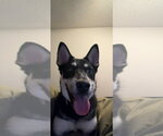 Small #1 Siberian Husky Mix