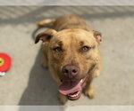 Small Labrador Retriever Mix