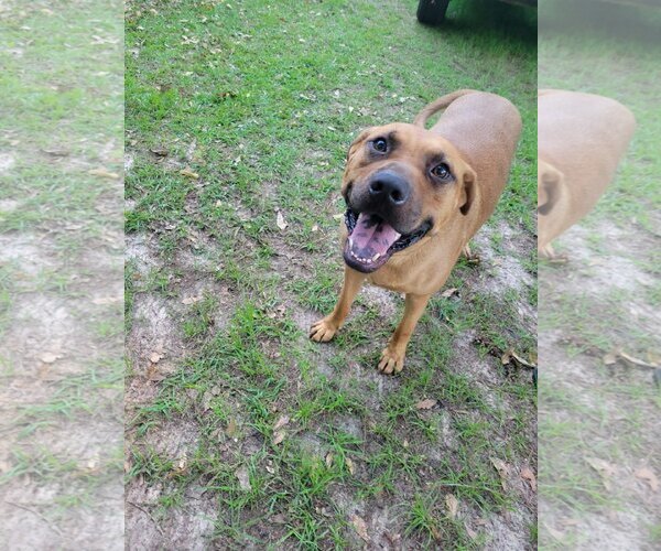Medium Photo #11 Rhodesian Ridgeback-Unknown Mix Puppy For Sale in Rockaway, NJ, USA