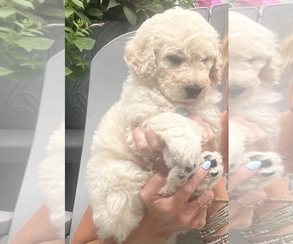 Medium Photo #3 Goldendoodle mix (+ Poodle Standard) Puppy For Sale in HATTIESBURG, MS, USA