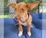 Small Photo #25 Chihuahua-Unknown Mix Puppy For Sale in Arlington, VA, USA