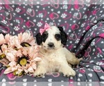 Small Photo #7 Bernedoodle (Miniature) Puppy For Sale in GLEN ROCK, PA, USA