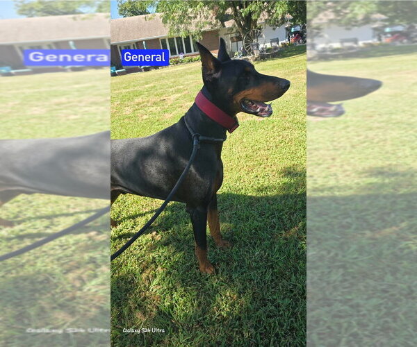 Medium Photo #2 Doberman Pinscher Puppy For Sale in Foristell, MO, USA