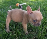 Small Photo #48 French Bulldog Puppy For Sale in GOSHEN, IN, USA
