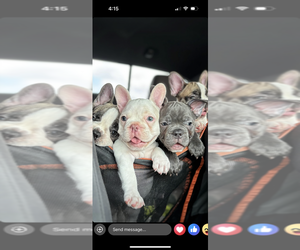 French Bulldog Litter for sale in MISSION, TX, USA
