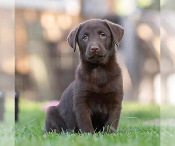 Medium Photo #4 Labrador Retriever-Unknown Mix Puppy For Sale in San Diego, CA, USA