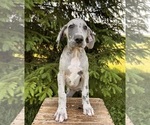 Small #4 Great Dane