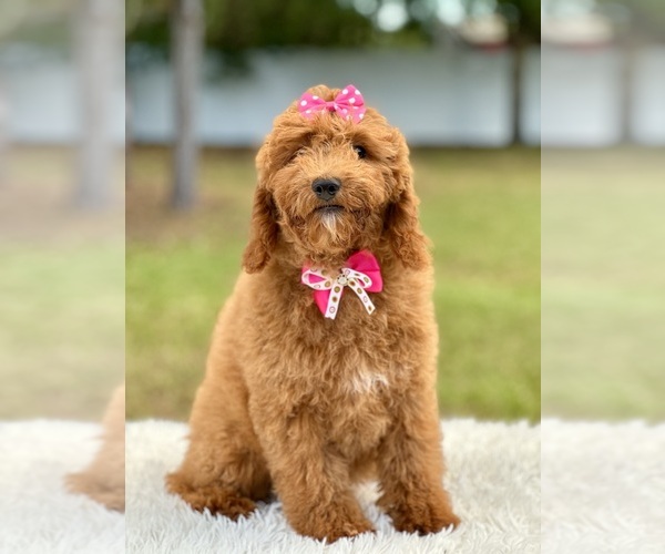 Medium Photo #9 Goldendoodle (Miniature) Puppy For Sale in FROSTPROOF, FL, USA